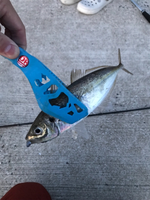 壱岐島釣行最終日