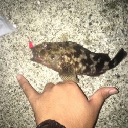 ショアジギング！