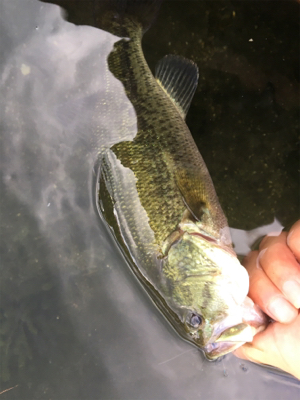 ８月２６日の榛名湖バス釣り！