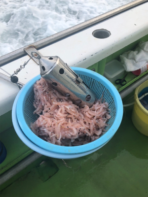 小網代からカツオ・キハダ船