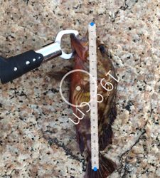 根魚は根魚でも！？