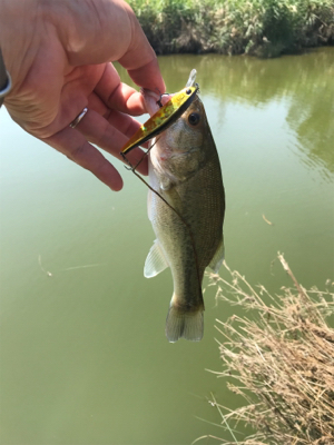 お昼に釣れました。