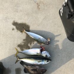 自作ロッド、Bバイブでサバ