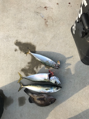 自作ロッド、Bバイブでサバ