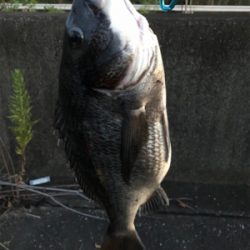 シーバス釣りが！