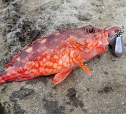 ロックフィッシュ