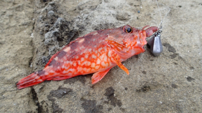 ロックフィッシュ