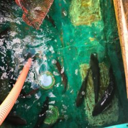 孝洋丸で落とし込み