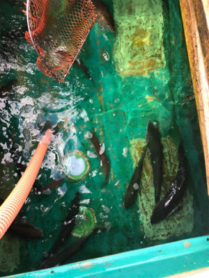 孝洋丸で落とし込み