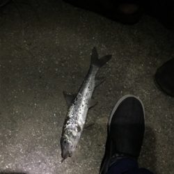 うなぎ釣りにてまさかの外道