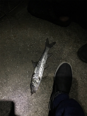 うなぎ釣りにてまさかの外道