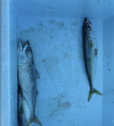 ショアジギのつもりが…