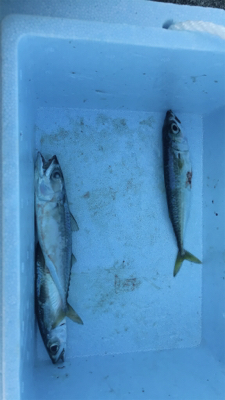 ショアジギのつもりが…