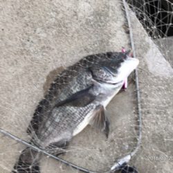 トップオンリー