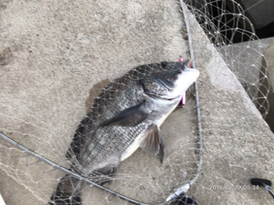 トップオンリー