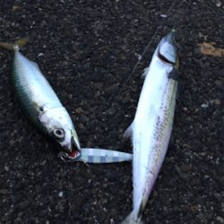 タチ狙いからのサバ祭り