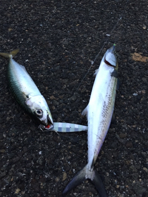 タチ狙いからのサバ祭り