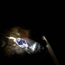 アジングのはずが、、、