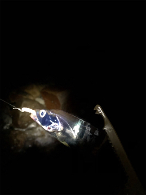 アジングのはずが、、、