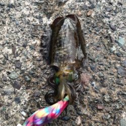 ちゃいちー新子イカ