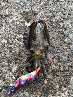 ちゃいちー新子イカ