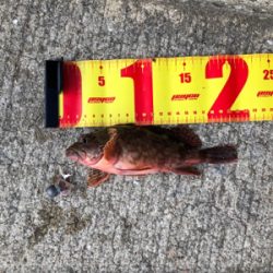 淡路島で海釣り！！！