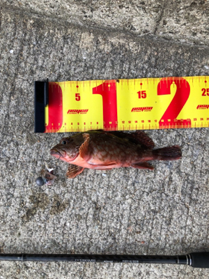 淡路島で海釣り！！！