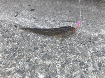 須賀港でハゼ釣り