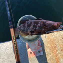 キジハタやぁ♪