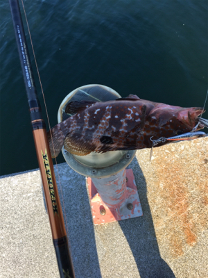 キジハタやぁ♪