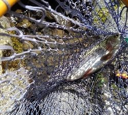 魚の里すぎしま