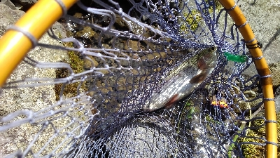 魚の里すぎしま