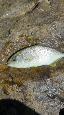 ライトショアジギングになってもた(泣)