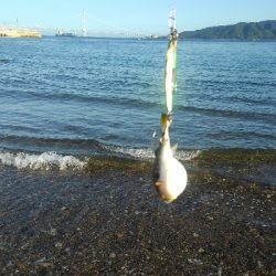 ライトショアジギング