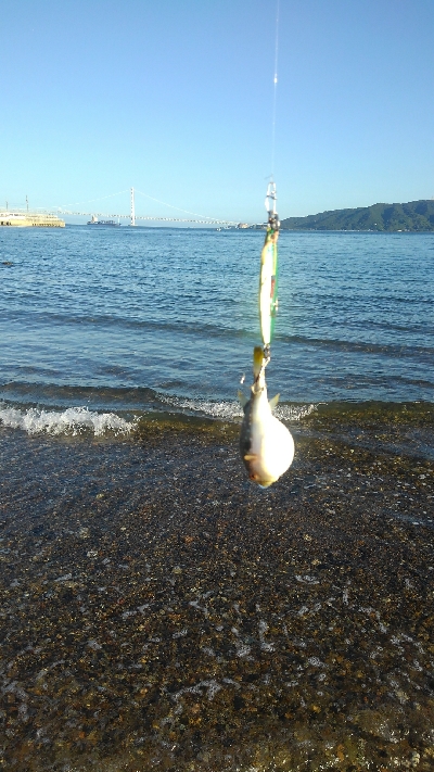 ライトショアジギング