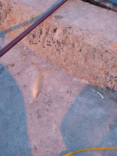 あじがいなくなった