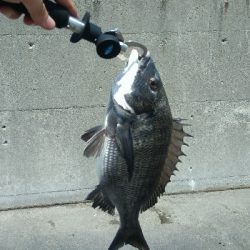 ヘチ釣りデビュー