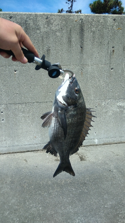 ヘチ釣りデビュー