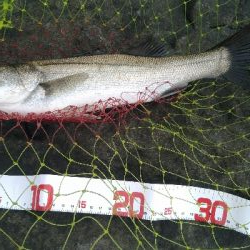 連日の若洲海浜公園