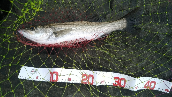 連日の若洲海浜公園