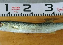 オフショアで、40オーバーのヤマトカマス