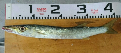 オフショアで、40オーバーのヤマトカマス