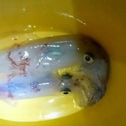 ケンサキエギング