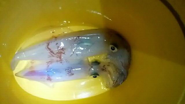 ケンサキエギング