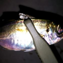 横須賀がダメなら横浜だ！