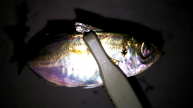 横須賀がダメなら横浜だ！