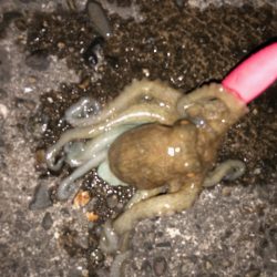 播磨オクトパッシング3