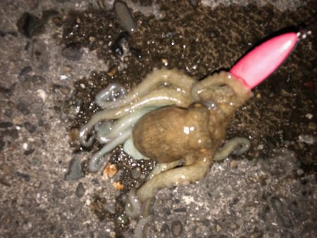 播磨オクトパッシング3