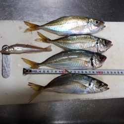 火星を横目で見ながらアジング