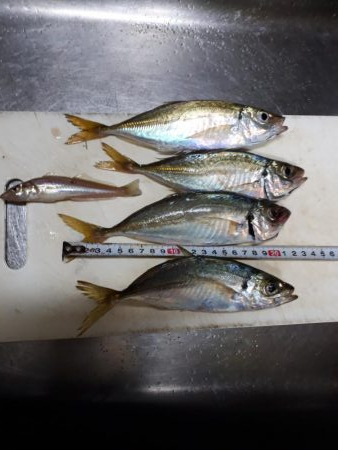 火星を横目で見ながらアジング